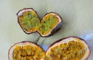 Экзотические фрукты на украинском селе